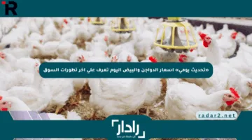 «تحديث يومي» أسعار الدواجن والبيض اليوم تعرف على آخر تطورات السوق